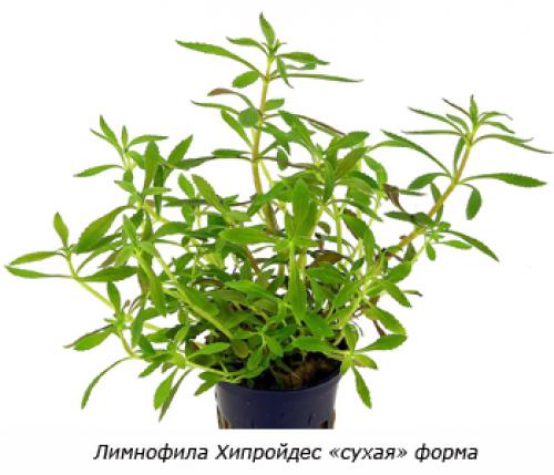 Растения заднего плана для аквариума. Советы по выбору растений для заднего плана аквариума 06