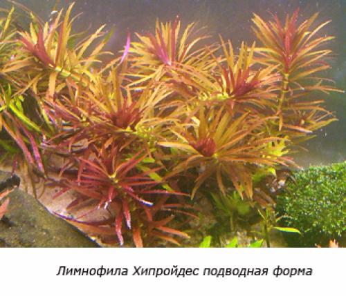 Растения заднего плана для аквариума. Советы по выбору растений для заднего плана аквариума 07