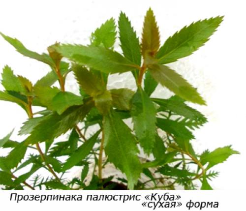 Растения заднего плана для аквариума. Советы по выбору растений для заднего плана аквариума 12