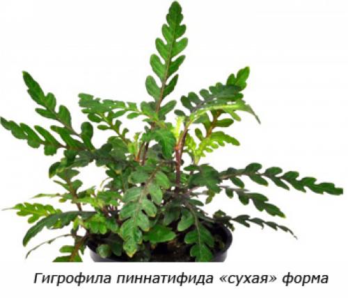 Растения заднего плана для аквариума. Советы по выбору растений для заднего плана аквариума 04