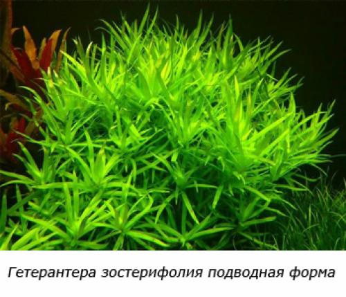 Растения заднего плана для аквариума. Советы по выбору растений для заднего плана аквариума 15