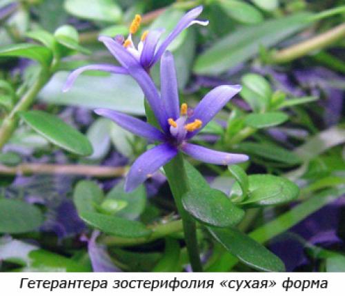 Растения заднего плана для аквариума. Советы по выбору растений для заднего плана аквариума 14