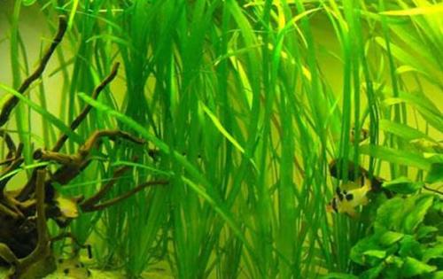 Кустовые растения для аквариума. Самые неприхотливые аквариумные растения для начинающих: список с фото, названиями и описанием