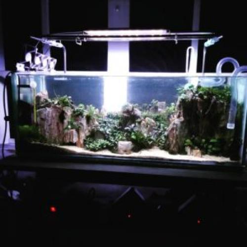 Холодноводные аквариумные растения. Растения в аквариум подходящие даже новичкам