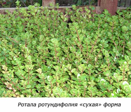 Растения заднего плана для аквариума. Советы по выбору растений для заднего плана аквариума 10