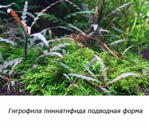 Растения заднего плана для аквариума. Советы по выбору растений для заднего плана аквариума 05