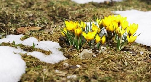 Шесть приемов ухода за садом весной. Подготовка грядок в огороде