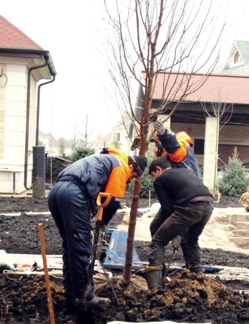 Уход за дачным садовым участком. Весенний уход за деревьями 01 Уход за дачным садовым участком. Весенний уход за деревьями 01