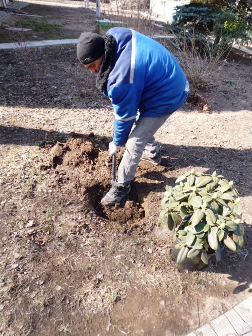 Уход за дачным садовым участком. Весенний уход за деревьями 02 Уход за дачным садовым участком. Весенний уход за деревьями 02