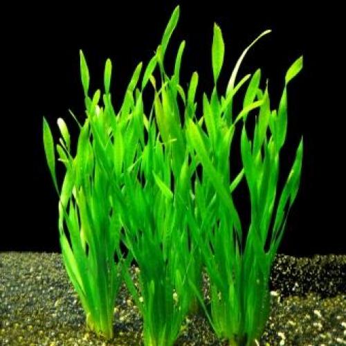 Аквариумные растения и водоросли неприхотливые к содержанию. Как выращивать? 01 Аквариумные растения и водоросли неприхотливые к содержанию. Как выращивать? 01