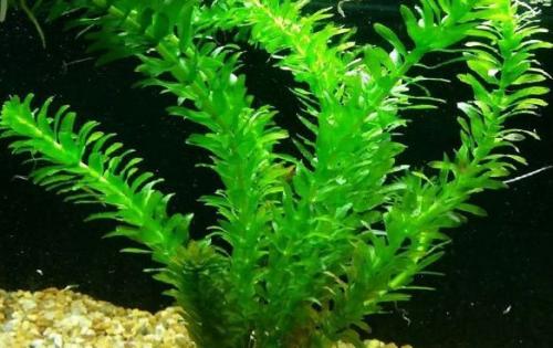 Неприхотливые аквариумные растения. Самые неприхотливые аквариумные растения для начинающих: список с фото, названиями и описанием