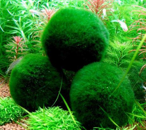 Аквариумные растения и водоросли неприхотливые к содержанию. Как выращивать?