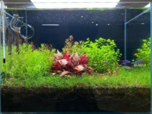 Полезные растения для аквариума. Растения в аквариум подходящие даже новичкам