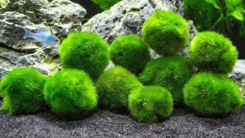 Аквариумные растения и водоросли неприхотливые к содержанию. Как выращивать? 08 Аквариумные растения и водоросли неприхотливые к содержанию. Как выращивать? 08