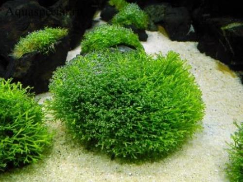 Аквариумные растения и водоросли неприхотливые к содержанию. Как выращивать? 06 Аквариумные растения и водоросли неприхотливые к содержанию. Как выращивать? 06