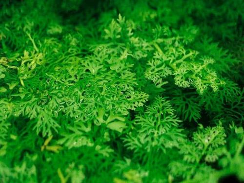 Длинностебельные аквариумные растения. Неприхотливые аквариумные растения