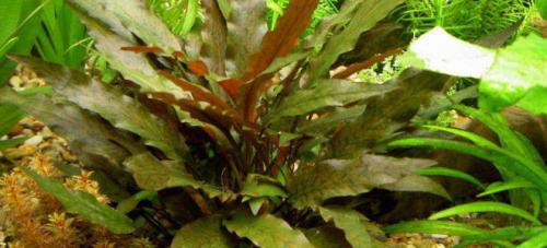 Аквариумные растения и водоросли неприхотливые к содержанию. Как выращивать? 02 Аквариумные растения и водоросли неприхотливые к содержанию. Как выращивать? 02