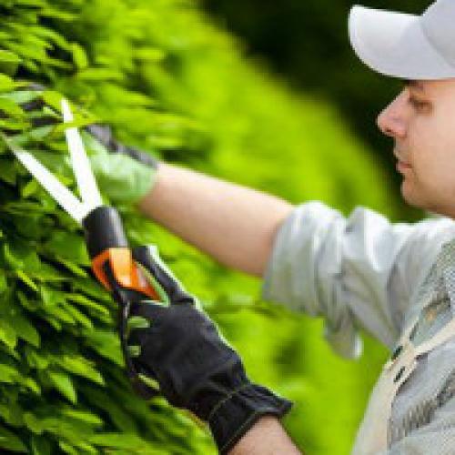 Уход за молодым садом весной. Комплексный уход за садом