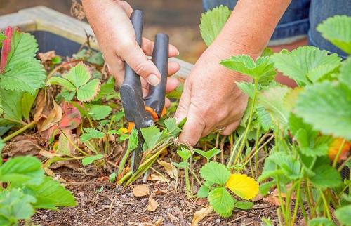 Чем обрабатывать сад в сентябре. Осенняя обработка сада: эффективные приемы против болезней и вредителей