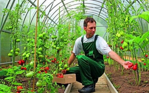 Как ухаживать за садом и огородом советы для новичков. Дорога к пониманию 08 Как ухаживать за садом и огородом советы для новичков. Дорога к пониманию 08