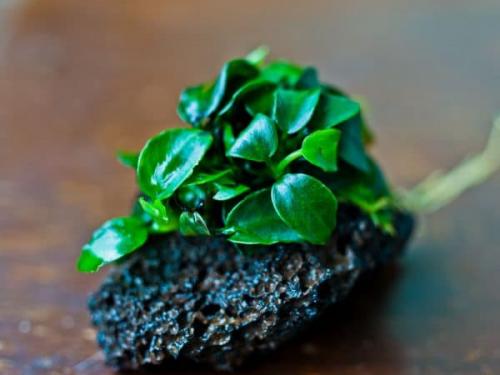 Лучшие растения для аквариума. Декорации переднего фона