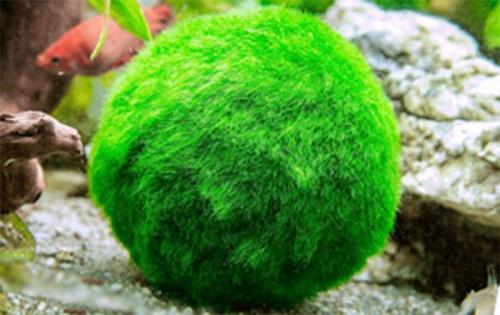 Аквариумные растения не требующие много света. Самые неприхотливые аквариумные растения для начинающих: список с фото, названиями и описанием