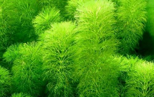 Аквариумные растения не требующие много света. Самые неприхотливые аквариумные растения для начинающих: список с фото, названиями и описанием