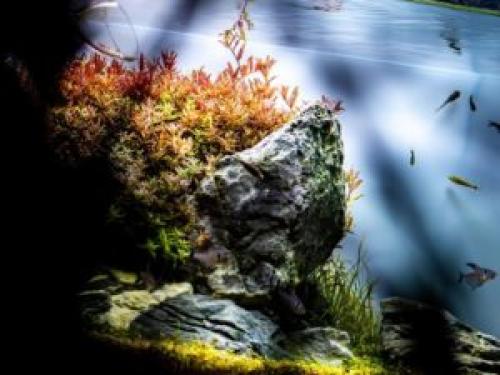 Быстрорастущие аквариумные растения. Растения в аквариум подходящие даже новичкам