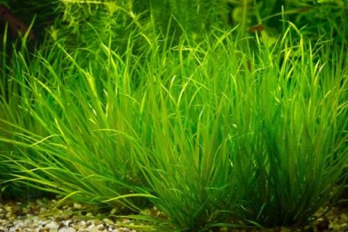 Аквариумные растения с названиями и описанием. Виды аквариумных растений