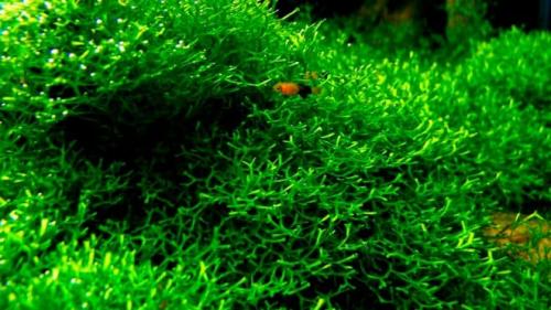 Длинностебельные аквариумные растения. Неприхотливые аквариумные растения