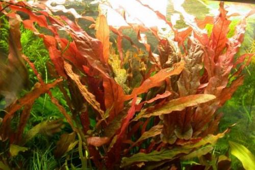 Аквариумные растения с названиями и описанием. Виды аквариумных растений