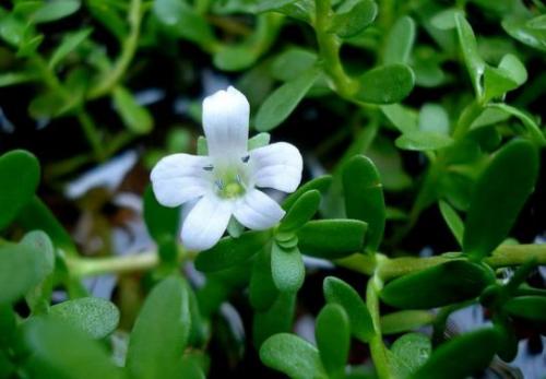 Аквариумные растения с названиями и описанием. Виды аквариумных растений