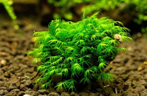 Аквариумные растения с названиями и описанием. Виды аквариумных растений