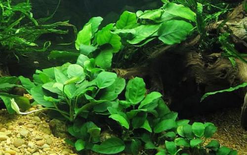 Кустовые аквариумные растения. Самые неприхотливые аквариумные растения для начинающих: список с фото, названиями и описанием
