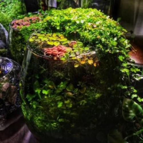 Распространенные аквариумные растения. Растения в аквариум подходящие даже новичкам