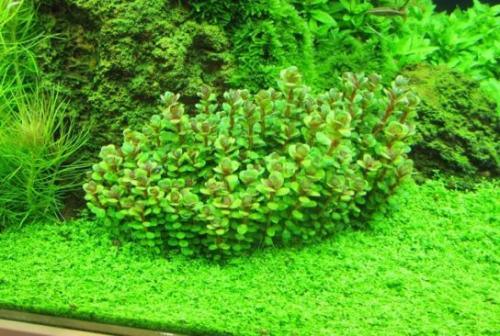 Аквариумные растения с названиями и описанием. Виды аквариумных растений