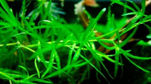 Длинностебельные аквариумные растения. Неприхотливые аквариумные растения