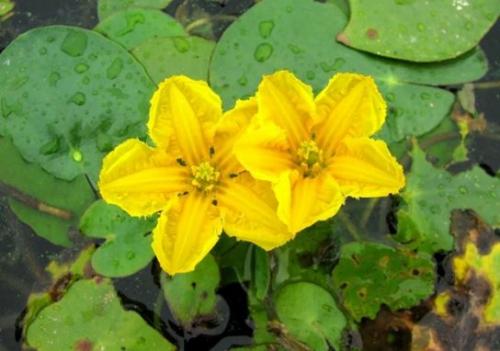 Аквариумные растения с названиями и описанием. Виды аквариумных растений