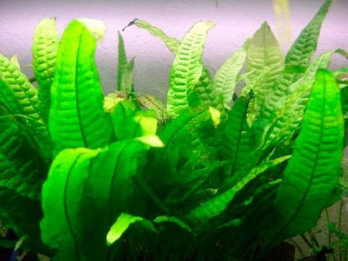 Длинностебельные аквариумные растения. Неприхотливые аквариумные растения