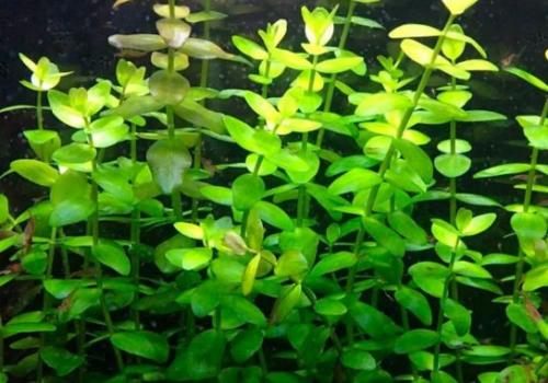 Аквариумные растения с названиями и описанием. Виды аквариумных растений
