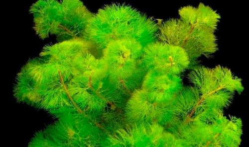 Длинностебельные аквариумные растения. Неприхотливые аквариумные растения