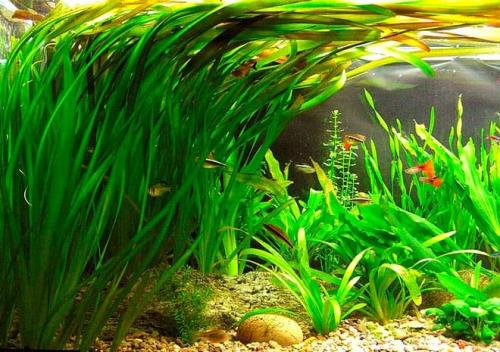 Длинностебельные аквариумные растения. Неприхотливые аквариумные растения