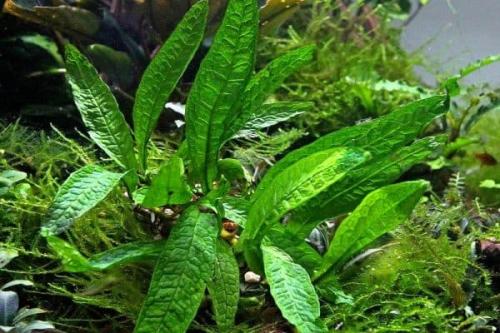 Растения для аквариума для начинающих. Растения для заднего фона