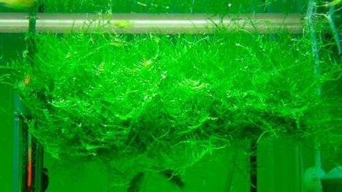 Длинностебельные аквариумные растения. Неприхотливые аквариумные растения