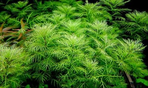 Плавающие аквариумные растения