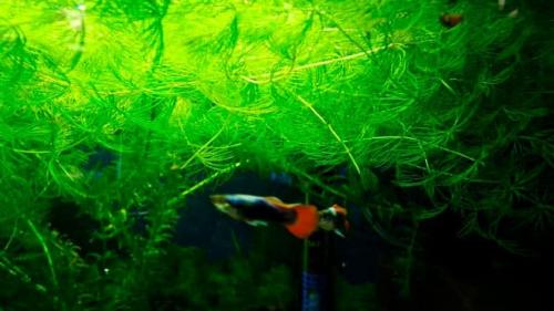 Длинностебельные аквариумные растения. Неприхотливые аквариумные растения