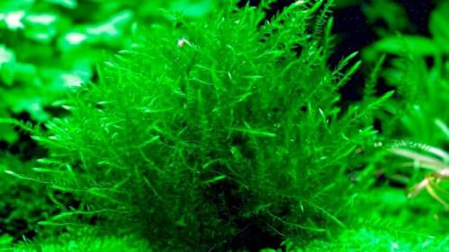 Длинностебельные аквариумные растения. Неприхотливые аквариумные растения