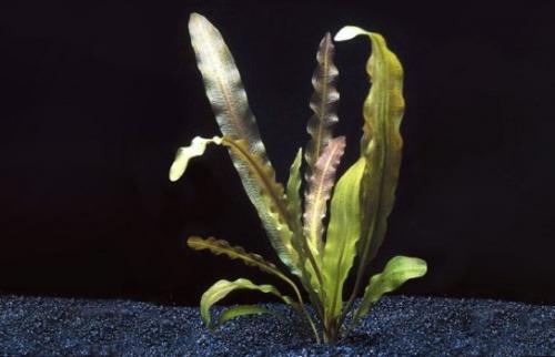 Аквариумные растения с названиями и описанием. Виды аквариумных растений