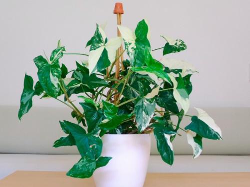 Неприхотливые вьющиеся растения для дома. Вьющиеся комнатные растения: применение в домашних условиях, на участке, в саду и в ландшафтном дизайне (130 фото)