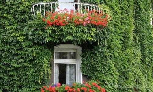 Неприхотливые вьющиеся растения для дачи многолетние. Декоративные вьющиеся растения для сада: 30 лиан с названием и фото